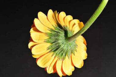 close up of beautiful gerbera flower on dark background