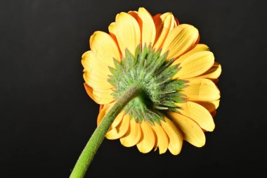 close up of beautiful gerbera flower on dark background