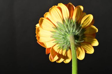 close up of beautiful gerbera flower on dark background