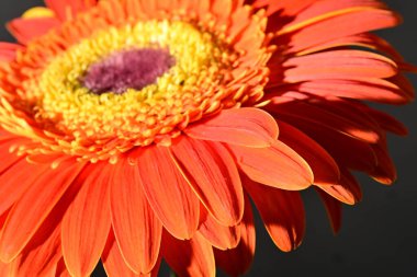 close up of beautiful gerbera flower on dark background