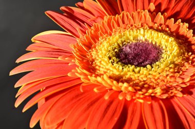 close up of beautiful gerbera flower on dark background