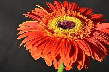 close up of beautiful gerbera flower on dark background