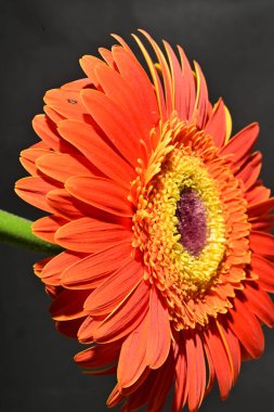 close up of beautiful gerbera flower on dark background