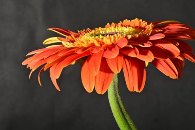 close up of beautiful gerbera flower on dark background