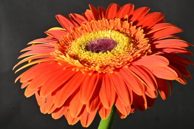 close up of beautiful gerbera flower on dark background