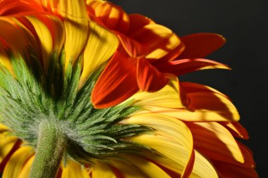 close up of beautiful gerbera flower on dark background