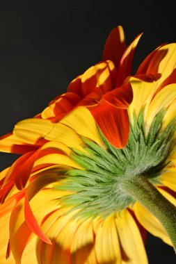 close up of beautiful gerbera flower on dark background