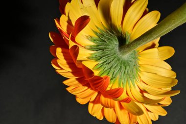 close up of beautiful gerbera flower on dark background