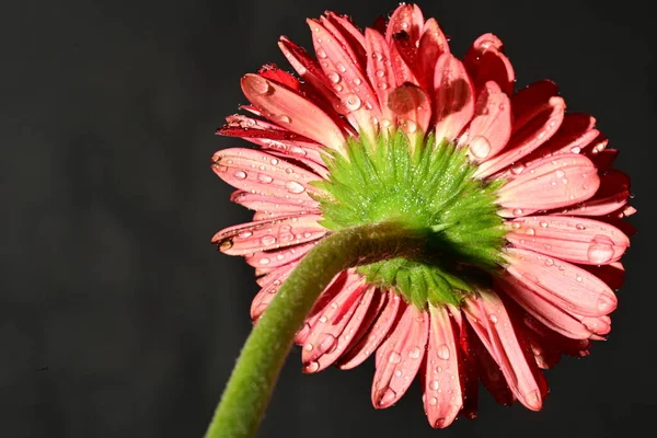 close up of beautiful gerbera flower on dark background