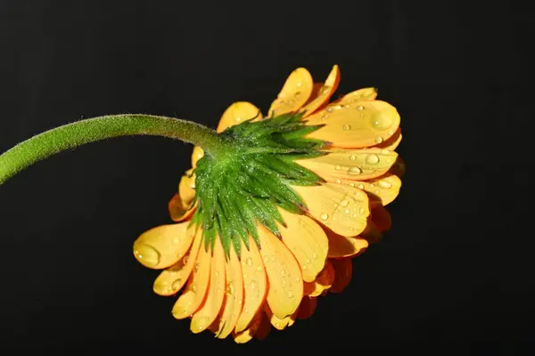 close up of beautiful gerbera flower on dark background
