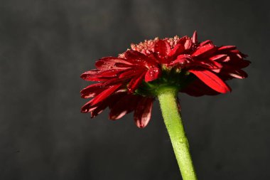 close up of beautiful gerbera flower on dark background