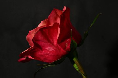 Koyu arkaplanda güzel, parlak bir gül çiçeğine yakın.