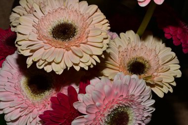 Güzel parlak çiçekleri kapatın.