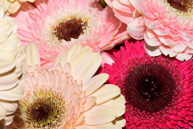 Güzel parlak çiçekleri kapatın.