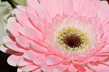 close up of beautiful gerbera  flower on dark background