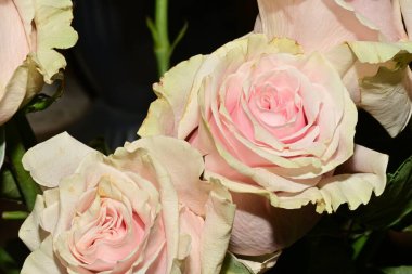 Güzel parlak çiçekleri kapatın.