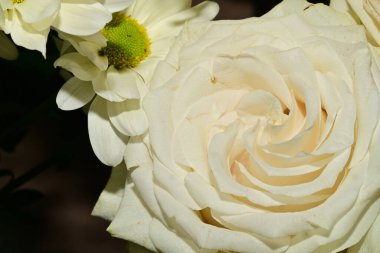 Güzel parlak çiçekleri kapatın.