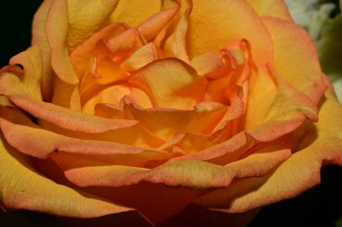 close up of beautiful rose flower on dark background
