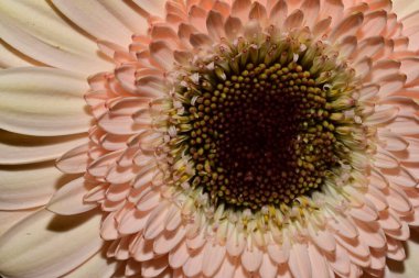 close up of beautiful gerbera  flower on dark background