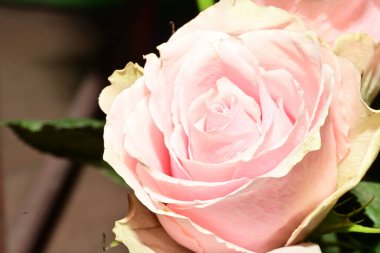 Güzel gül çiçeğine yaklaş 