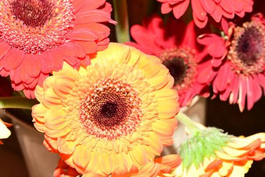 Güzel parlak çiçekleri kapatın.