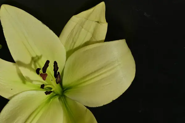 close up of beautiful lily flower on dark background