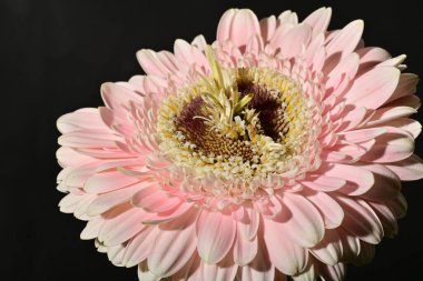 güzel gerbera çiçek yakın çekim