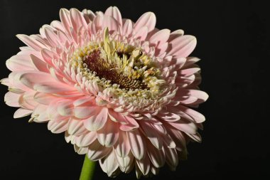 close up of beautiful gerbera  flower on dark background