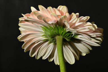 güzel gerbera çiçek yakın çekim