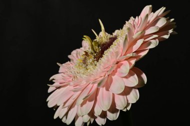 güzel gerbera çiçek yakın çekim