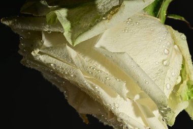 close up of beautiful rose flower on dark background