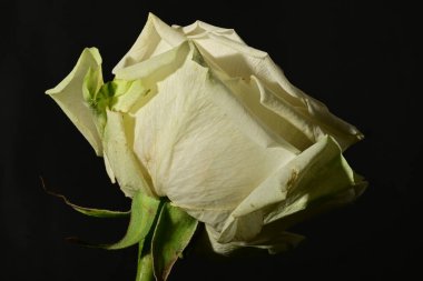 close up of beautiful rose flower on dark background