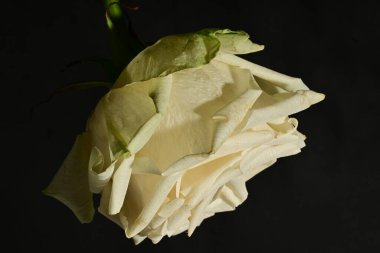 close up of beautiful rose flower on dark background