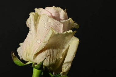 close up of beautiful rose flower on dark background