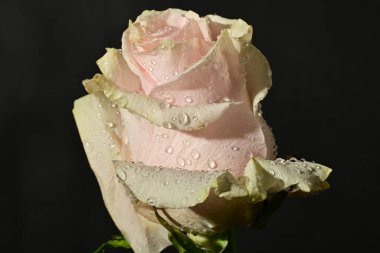 close up of beautiful rose flower on dark background