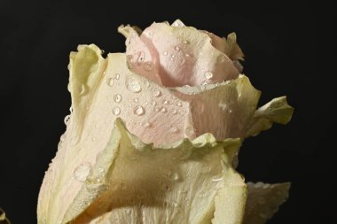 close up of beautiful rose flower on dark background