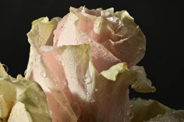 close up of beautiful rose flower on dark background