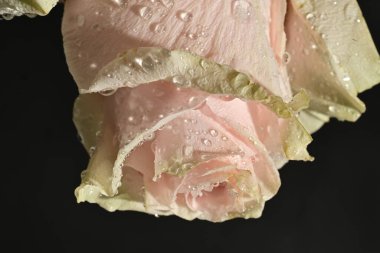 close up of beautiful rose flower on dark background