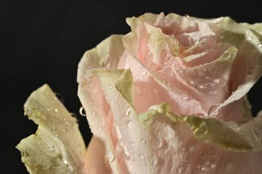 close up of beautiful rose flower on dark background