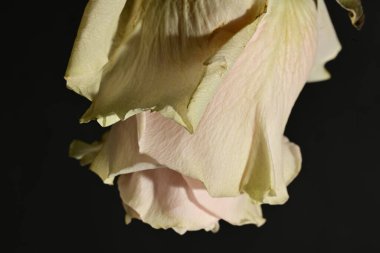 close up of beautiful rose flower on dark background