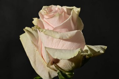close up of beautiful rose flower on dark background