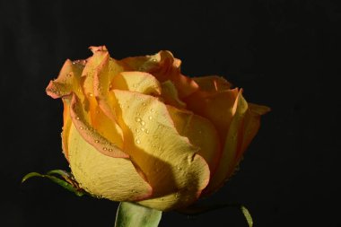 close up of beautiful rose flower on dark background