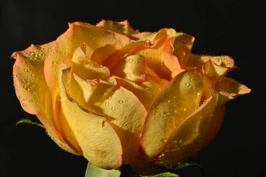close up of beautiful rose flower on dark background