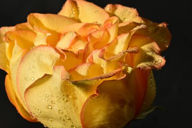close up of beautiful rose flower on dark background