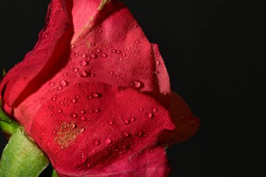 close up of beautiful rose flower on dark background