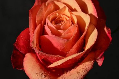 close up of beautiful rose flower on dark background