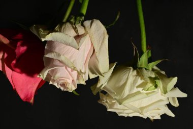 Güzel parlak gül çiçeklerini kapat.