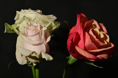 Güzel parlak gül çiçeklerini kapat.