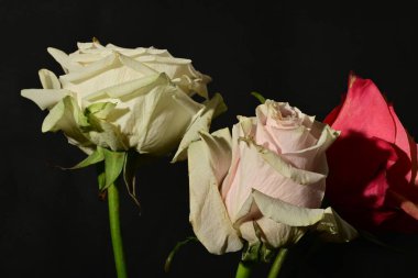 Güzel parlak gül çiçeklerini kapat.