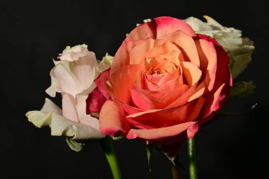 Güzel parlak gül çiçeklerini kapat.